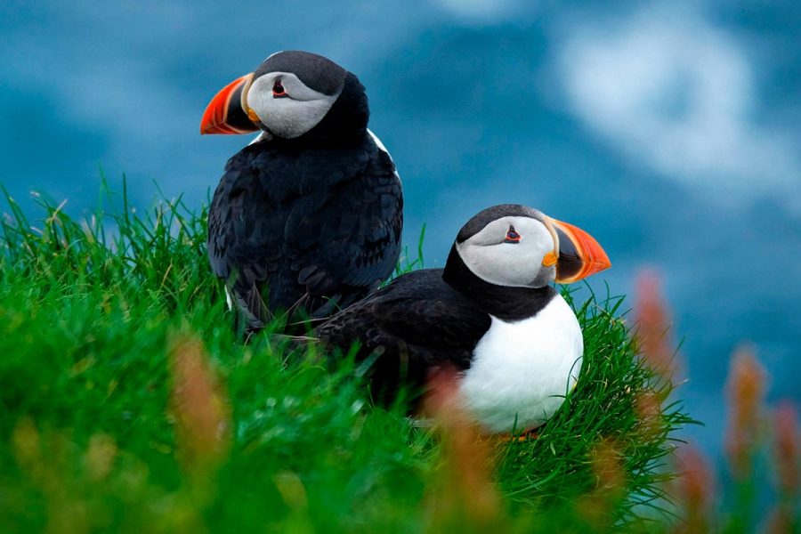 Mykines Puffins Tour
