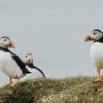 Best Way to See Puffins in the Faroe Islands (2026 Guide)