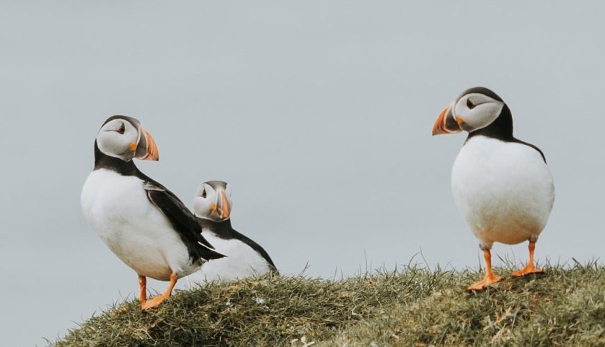 Best Way to See Puffins in the Faroe Islands (2026 Guide)