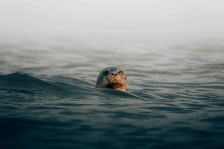 Drangarnir Wildlife Tour